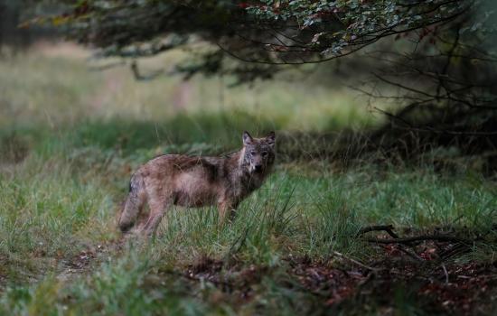 De wolf terug in Nederland | Wolven in Nederland
